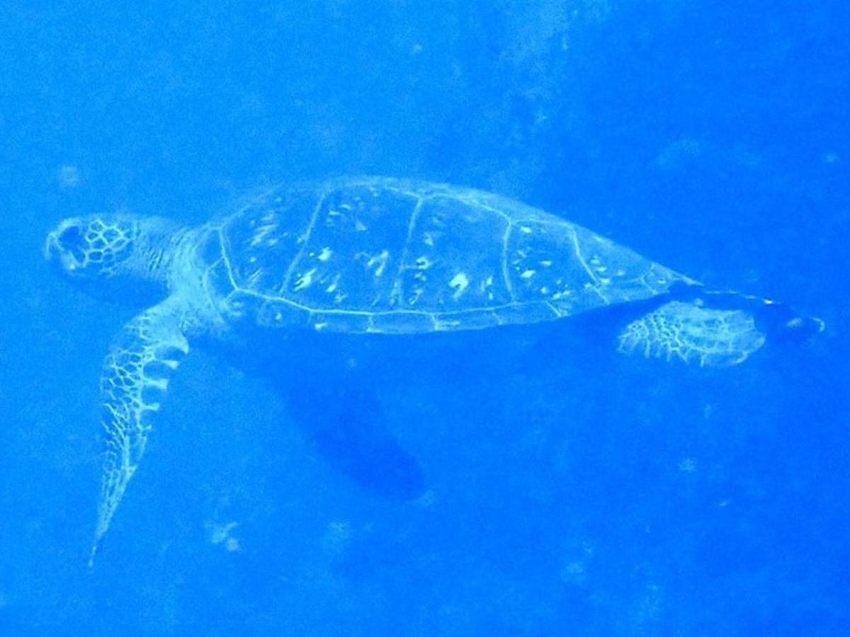 癒楽 伊豆大島 Vandrarhem Exteriör bild