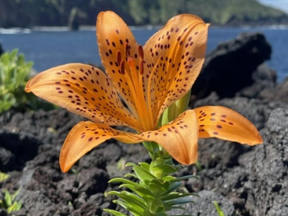 癒楽 伊豆大島 Vandrarhem Exteriör bild