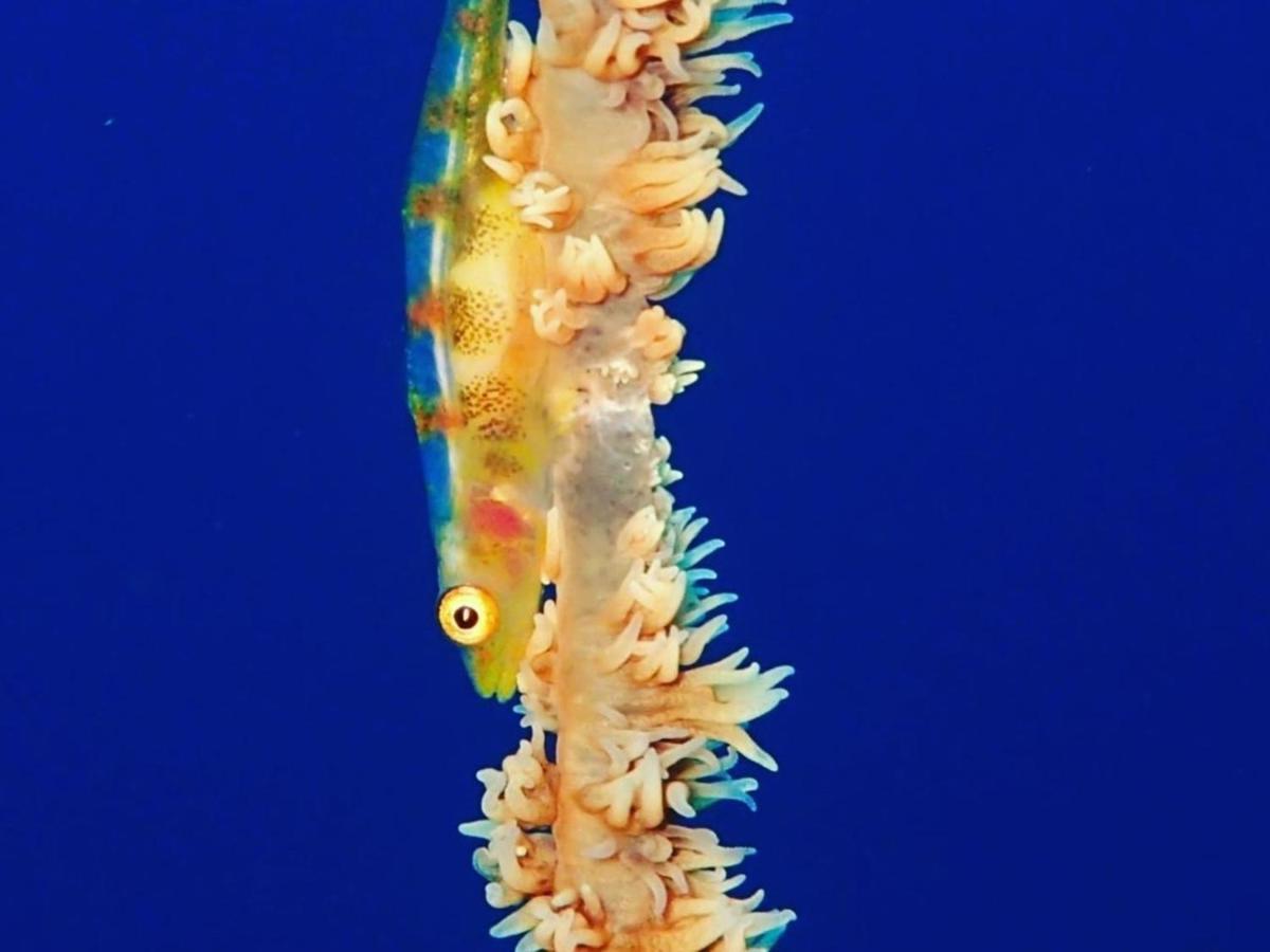 癒楽 伊豆大島 Vandrarhem Exteriör bild