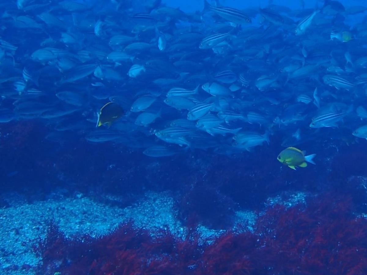 癒楽 伊豆大島 Vandrarhem Exteriör bild
