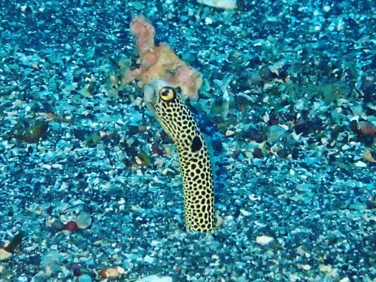 癒楽 伊豆大島 Vandrarhem Exteriör bild